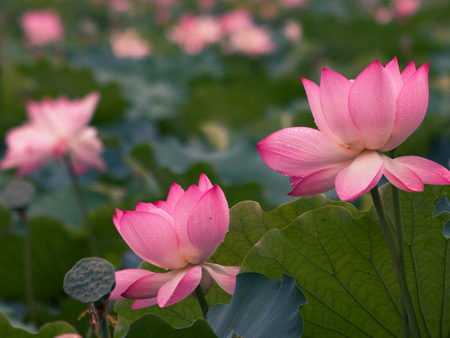 长寿区石心湖家庭农场与绵阳拓跃科技达成合作